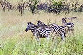 Pilanesberg National Park - Zebra